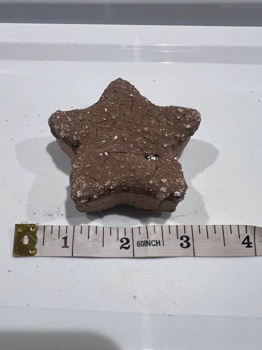 Estrellita michoacana